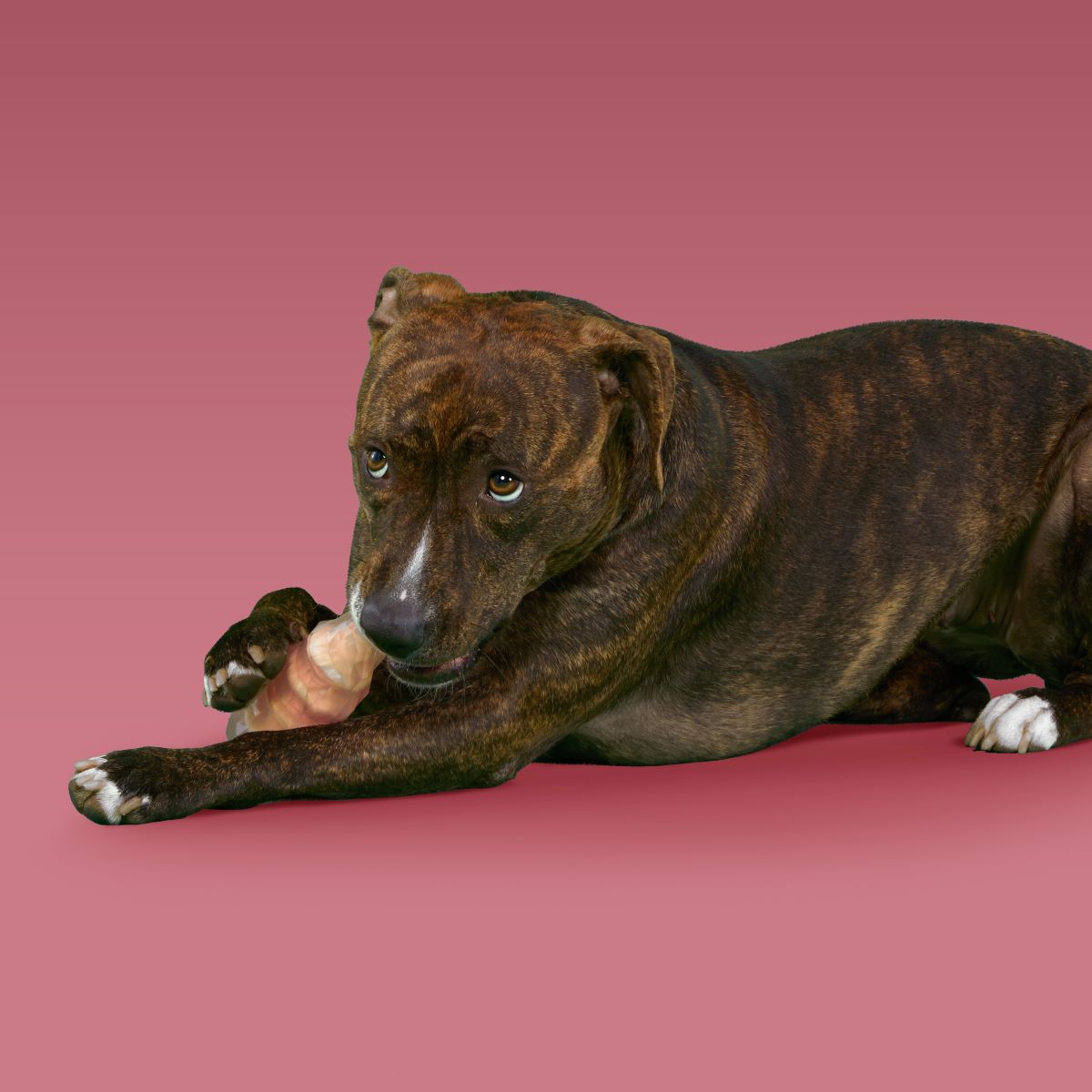 Dandy Rock Candy Durable Super Chewer Gnaw Dog Toy - Image 2