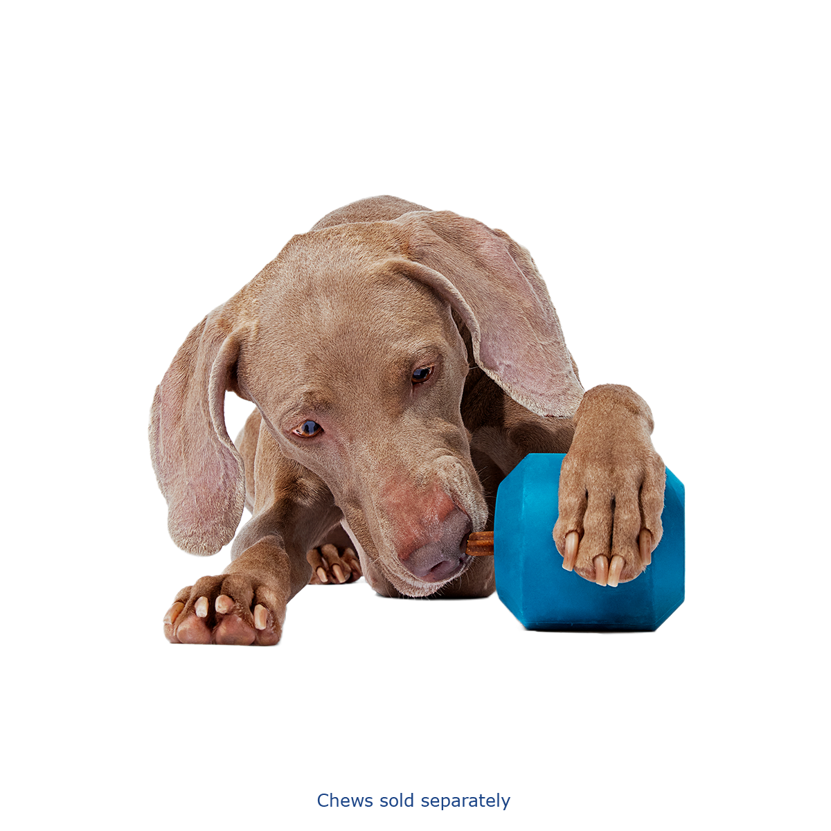 Tank Super Chewer Durable Enrichment Dog Toy - Image 10