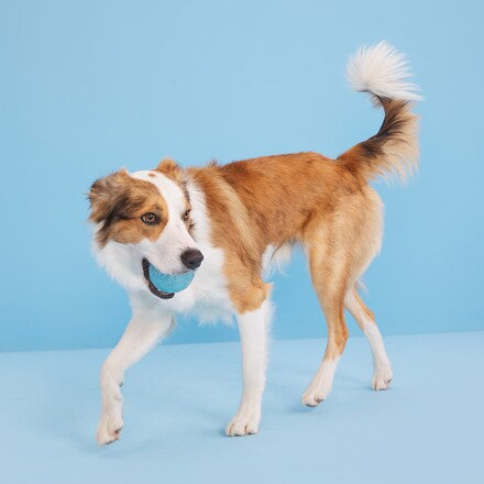Chew Year's Ball Durable Super Chewer Fetch Dog Toy - Image 3