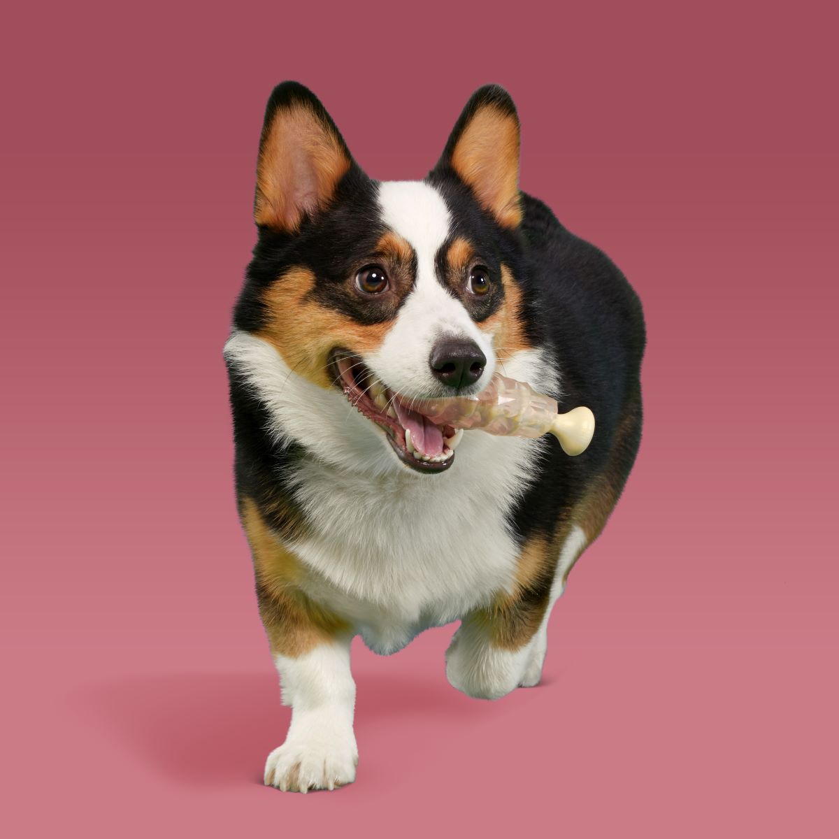 Dandy Rock Candy Durable Super Chewer Gnaw Dog Toy - Image 3