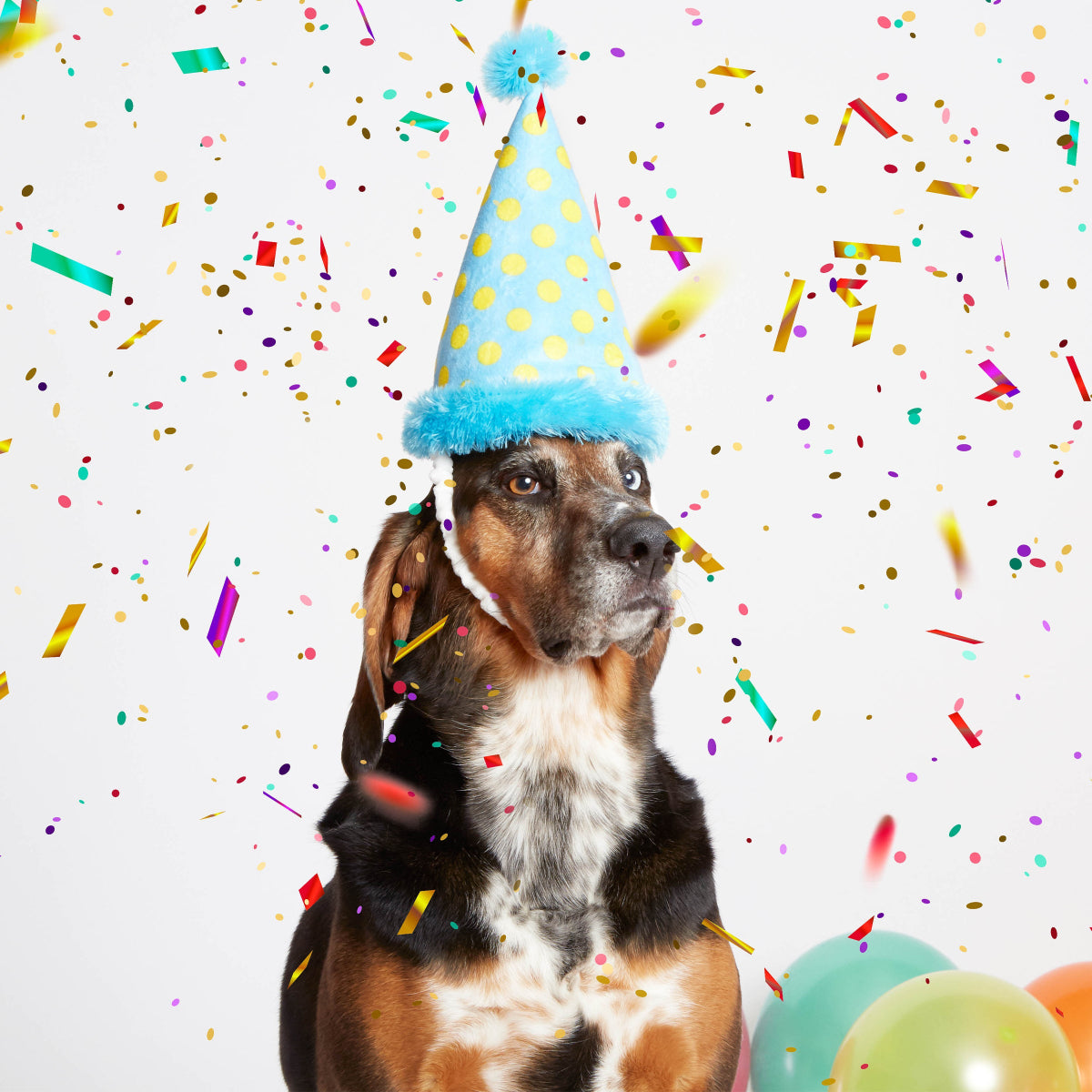 Party Hat Plush Wearable Dog Toy - Image 5