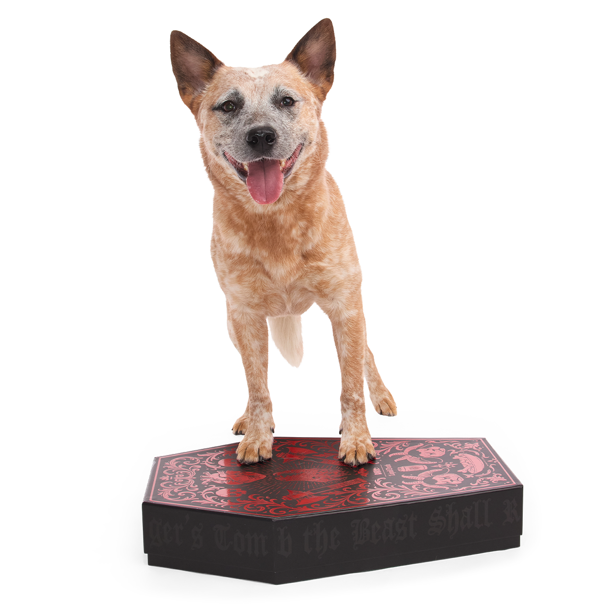 BARK x Liquid Death Feed the Beast Consumables Packup - Image 6