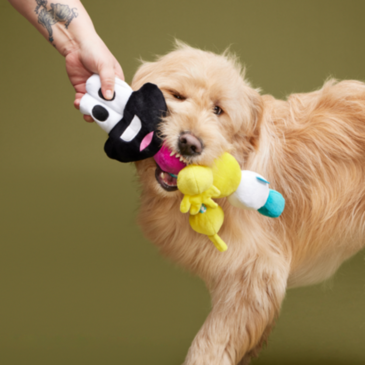 Mr. DNA Plush Tug Dog Toy - Image 4