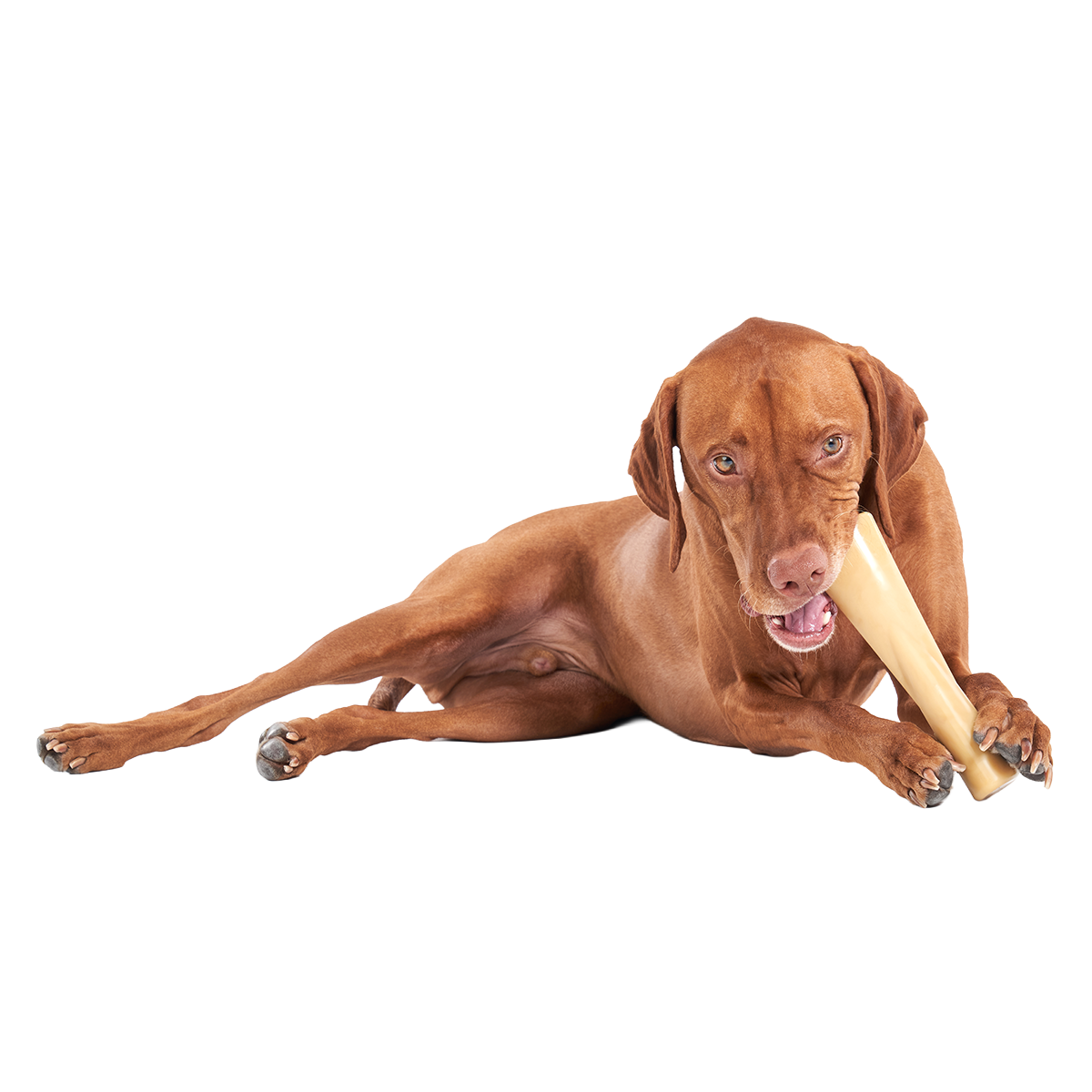 Mighty Bone Bacon Super Chewer Durable Gnaw Dog Toy - Image 3