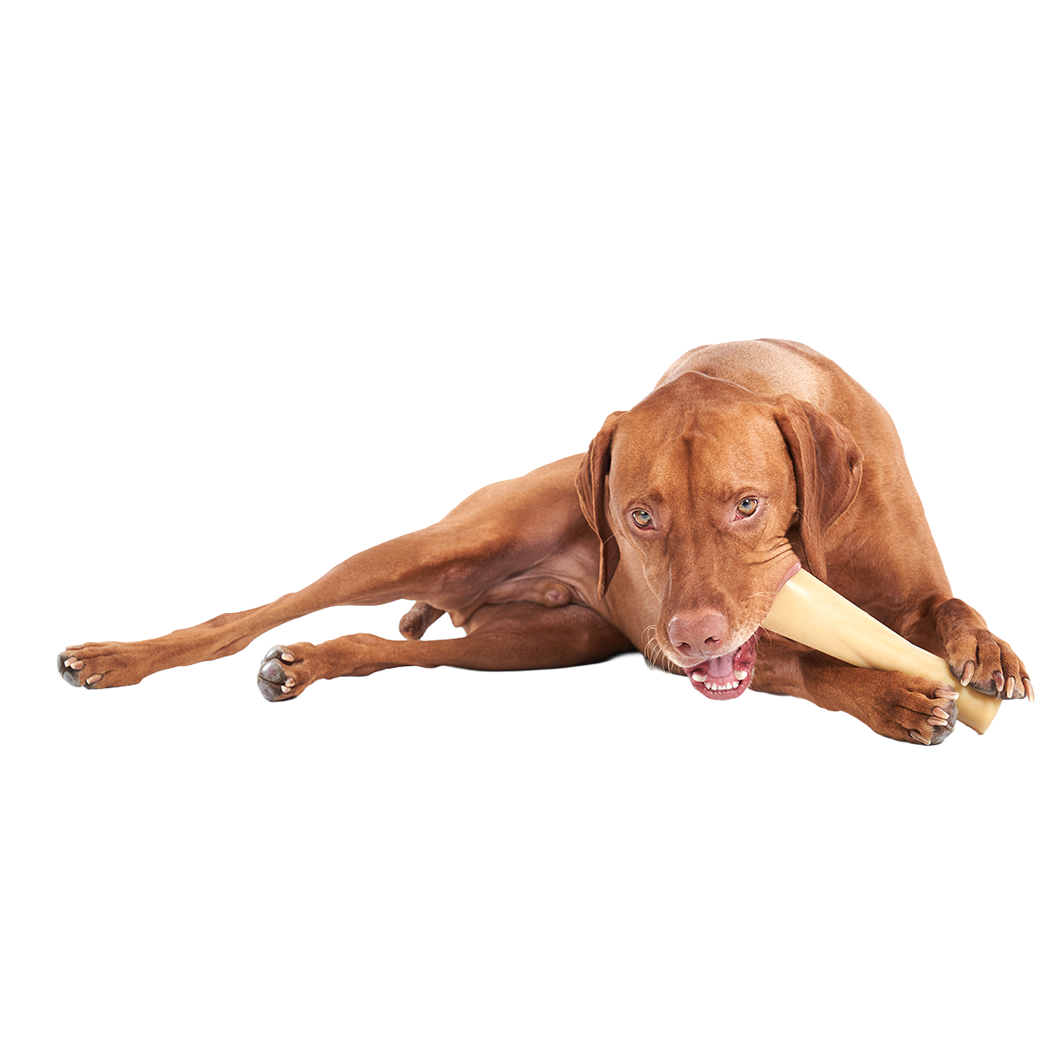 Mighty Bone Bacon Super Chewer Durable Gnaw Dog Toy - Image 2