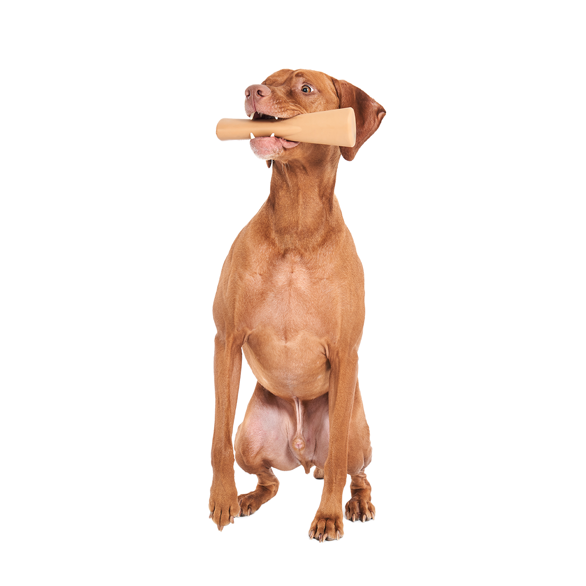 Mighty Bone Bacon Super Chewer Durable Gnaw Dog Toy - Image 4