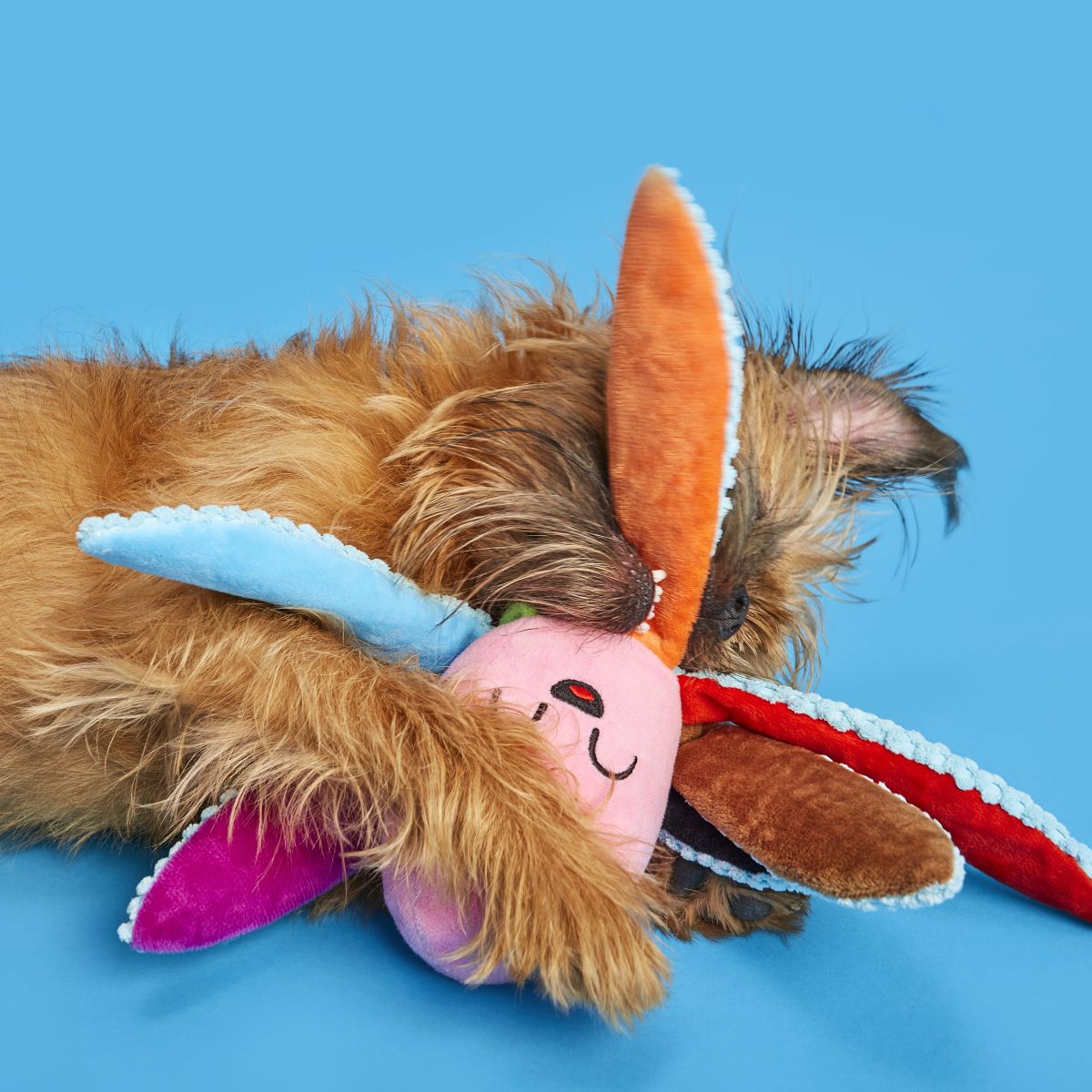 Out Ollie Plush Tug Dog Toy - Image 3