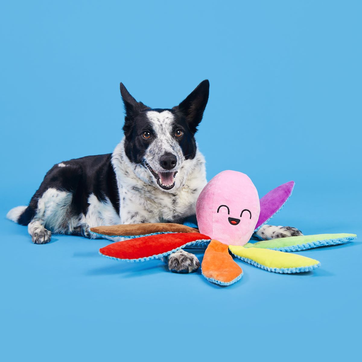 Out Ollie Plush Tug Dog Toy - Image 4