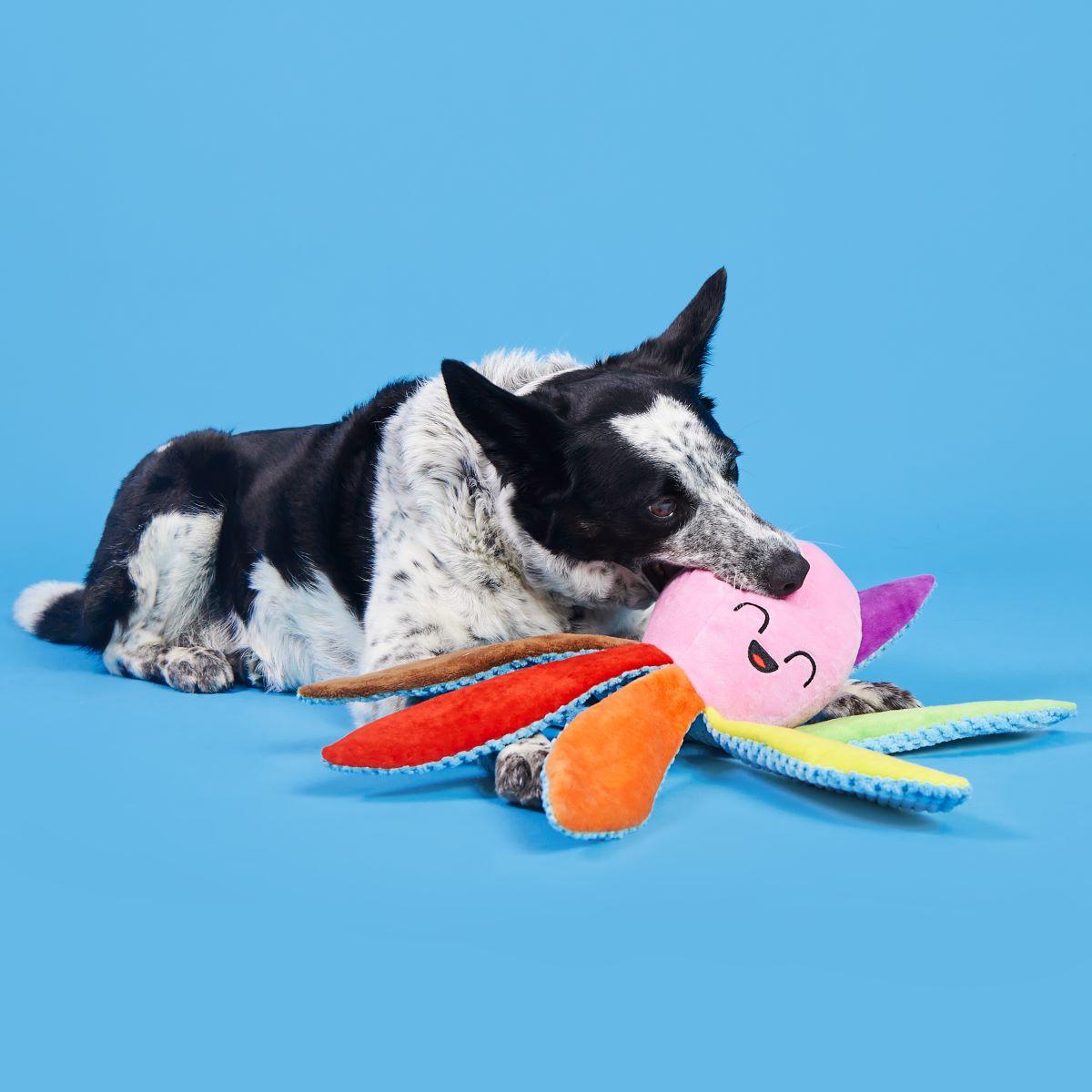 Out Ollie Plush Tug Dog Toy - Image 5