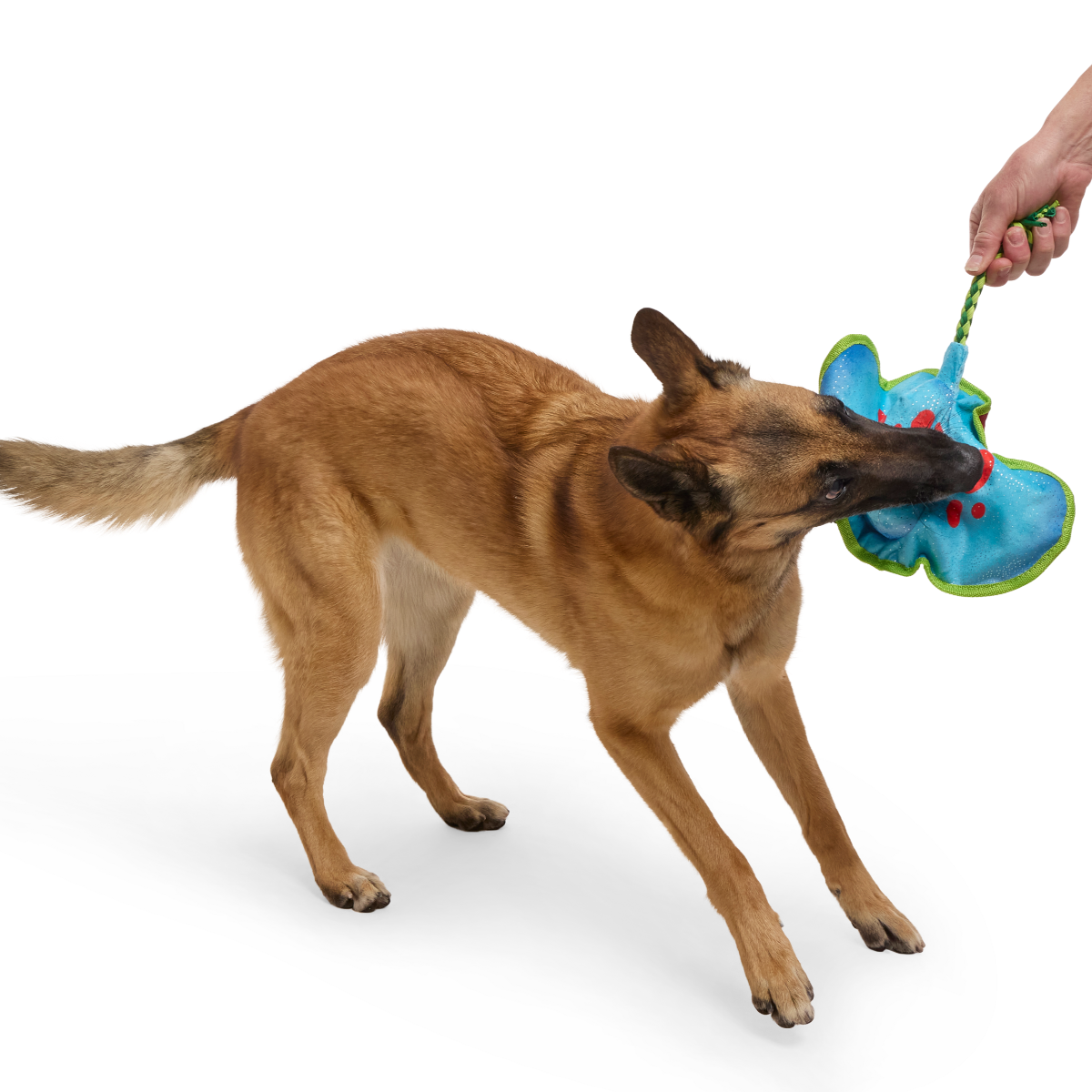 Manny Ray Plush Tug Dog Toy - Image 2