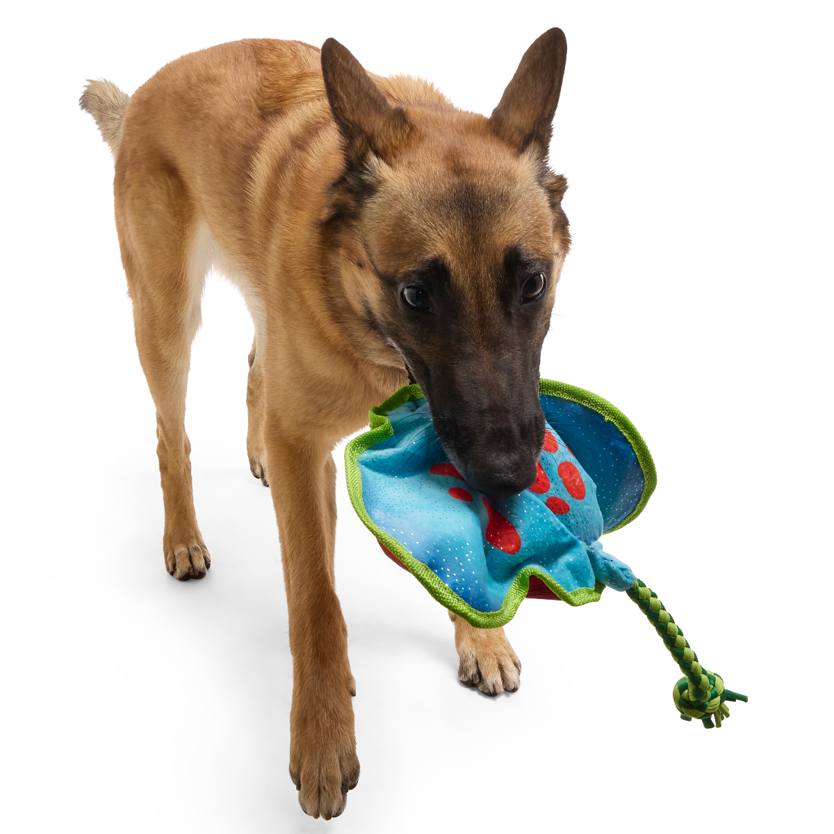 Manny Ray Plush Tug Dog Toy - Image 3