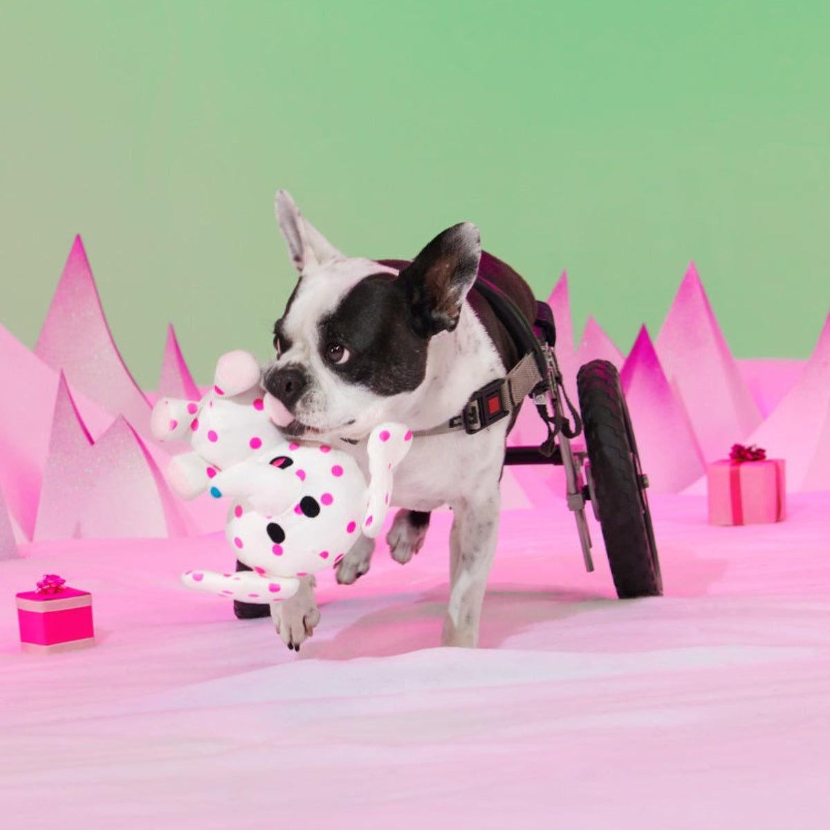 Spotted Elephant™ Plush Tug Dog Toy - Image 3