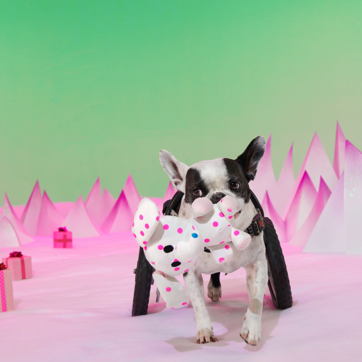 Spotted Elephant™ Plush Tug Dog Toy - Image 4