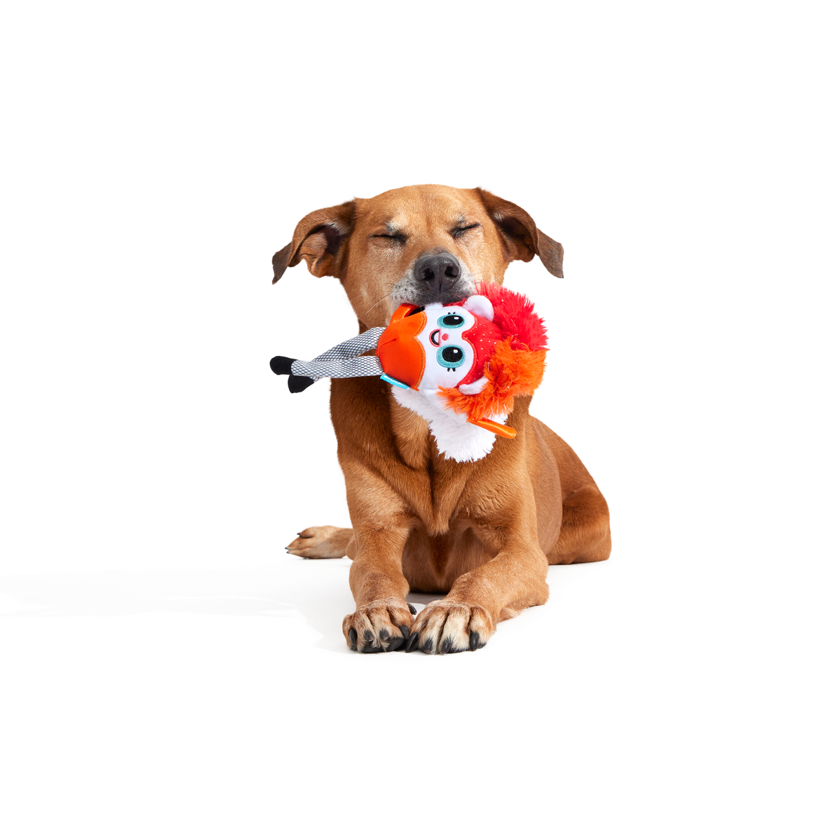 Showsquirrel Plush Tug Dog Toy - Image 5