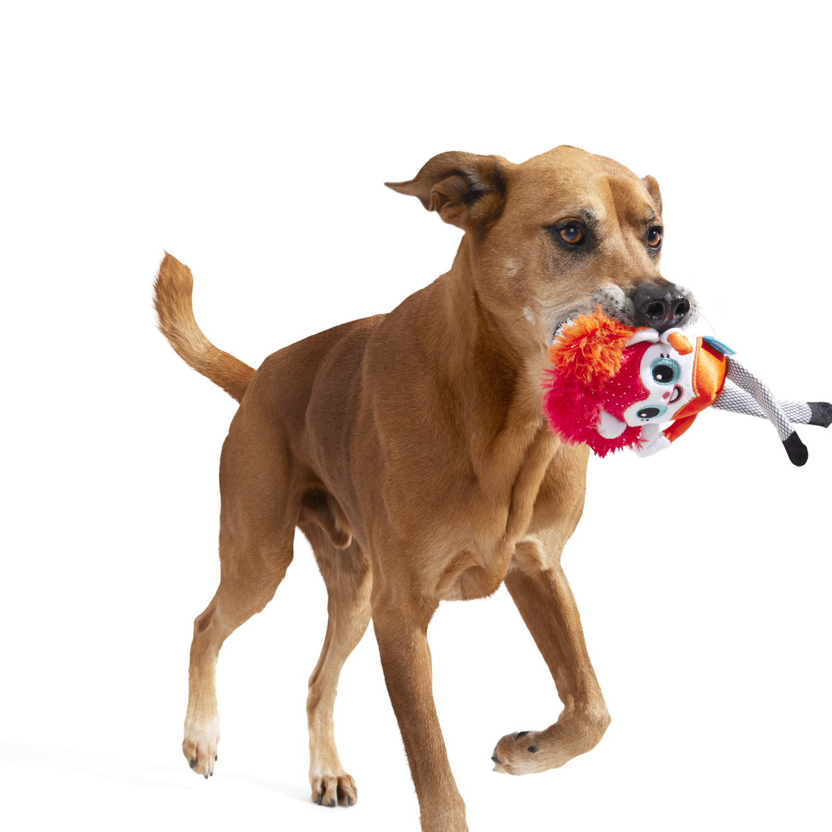 Showsquirrel Plush Tug Dog Toy - Image 6