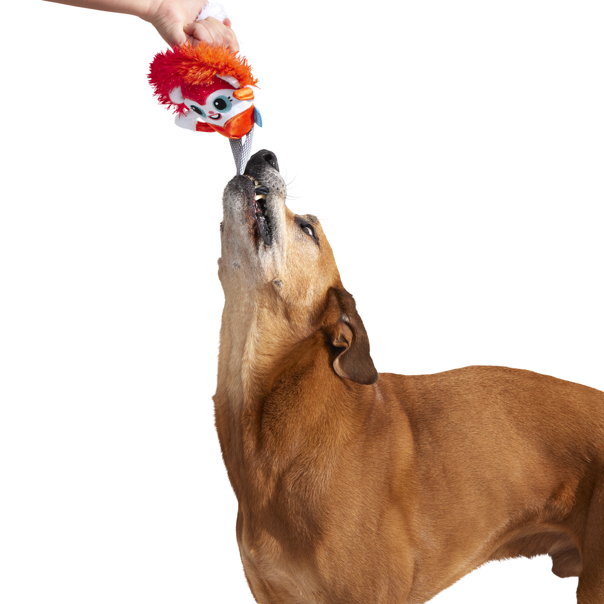 Showsquirrel Plush Tug Dog Toy - Image 7