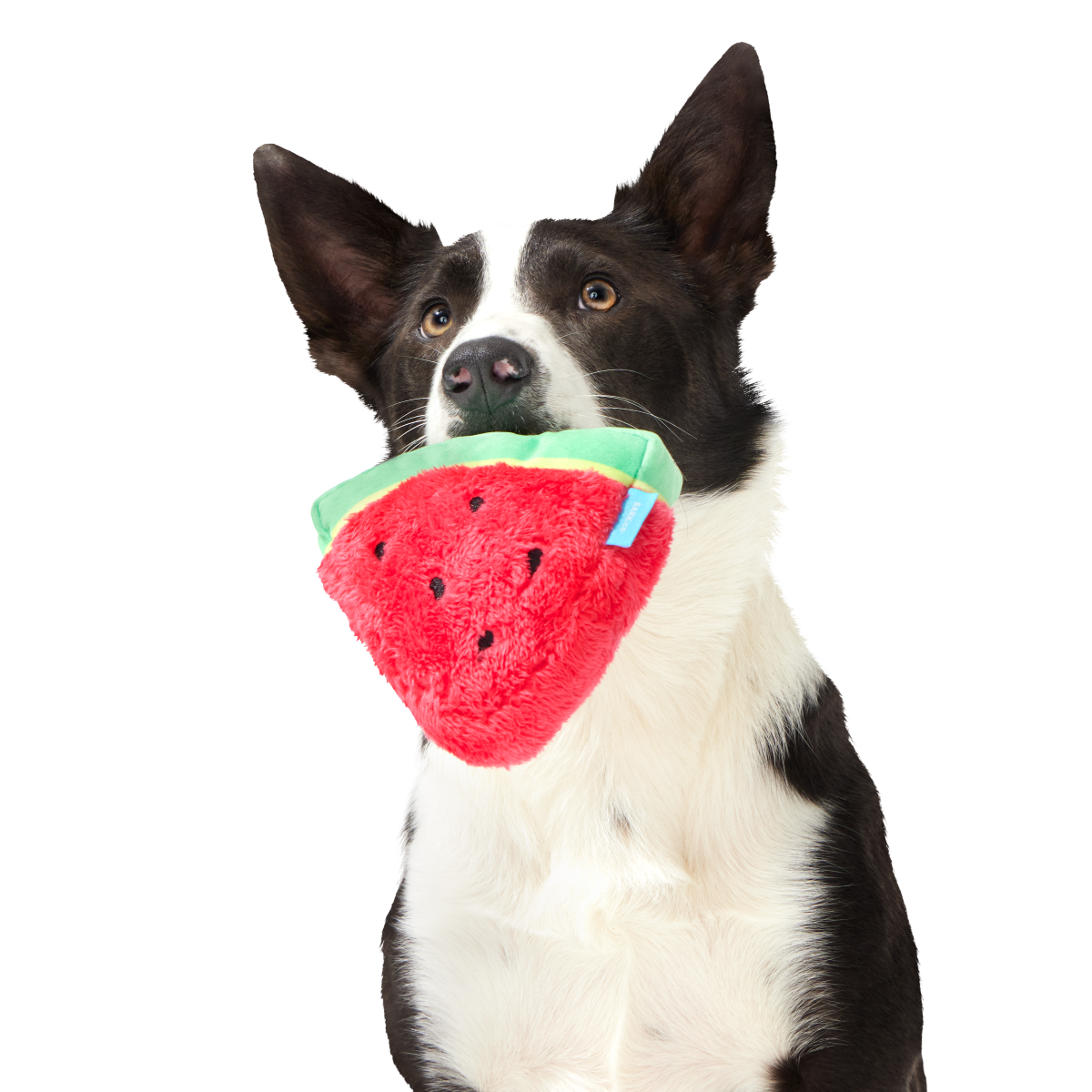 Slobbermelon Pop Plush Tug Dog Toy - Image 2