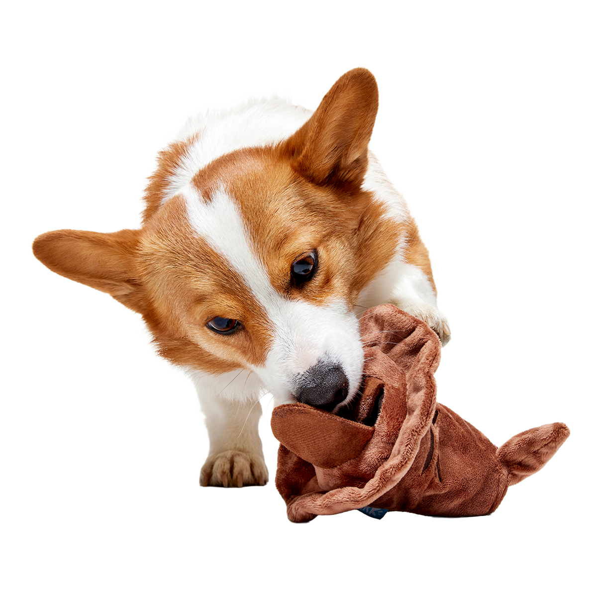 The Sorting Hat™ Plush 2-in-1 + Fetch Dog Toy - Image 13
