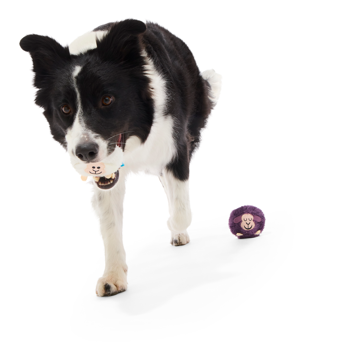 Good Sheep. Baa Sheep Plush Multi-Part + Fetch Dog Toy - Image 4