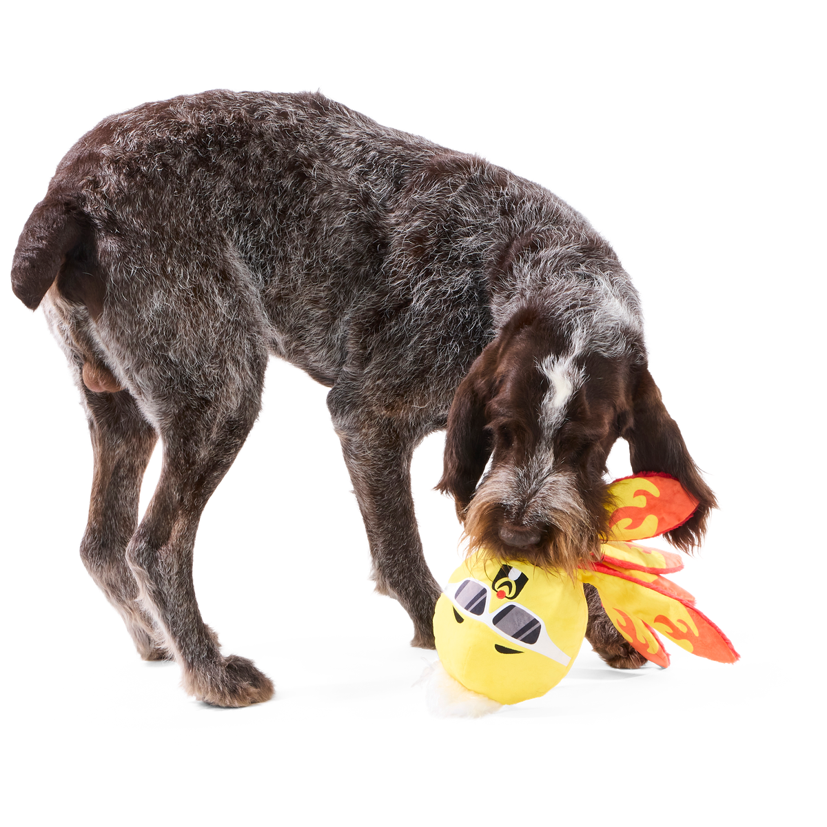 Off The Hook Ollie Plush Extra-Large + Tug Dog Toy - Image 4