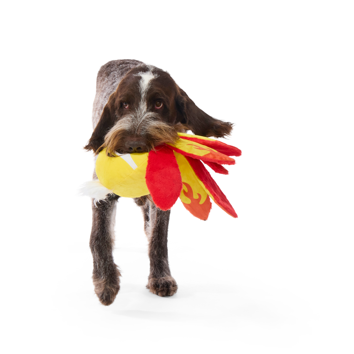 Off The Hook Ollie Plush Extra-Large + Tug Dog Toy - Image 5