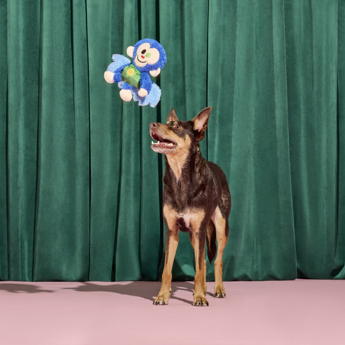 Defying Gravity Chistery Plush Tug Dog Toy - Image 6