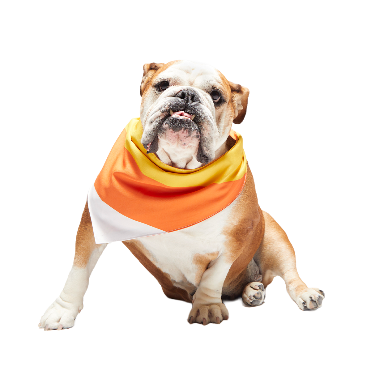 Candy Corn Dog Bandana - Image 3