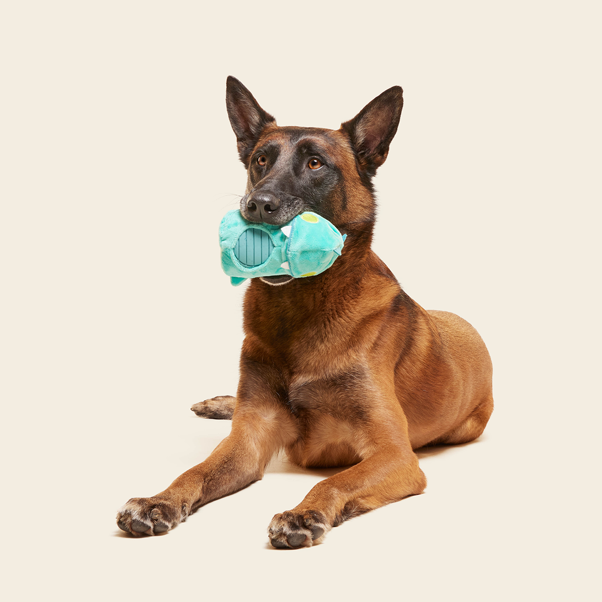 Chomposaurus Super Chewer Durable 2-in-1 Dog Toy - Image 5