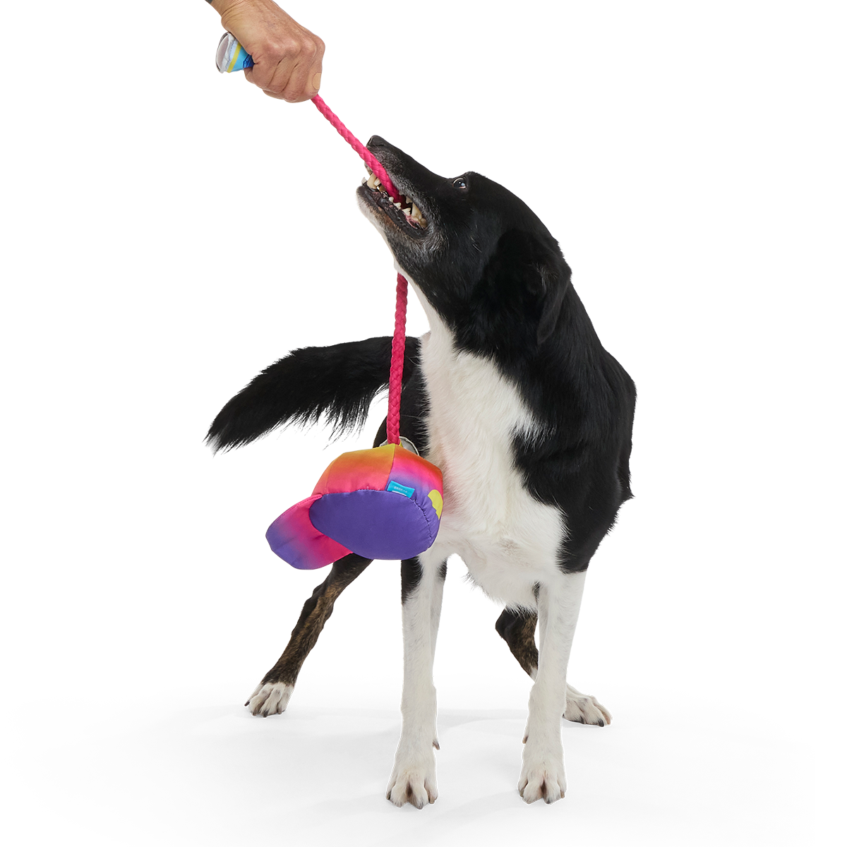 Chug n' Tug Hat Plush Dog Toy - Image 2