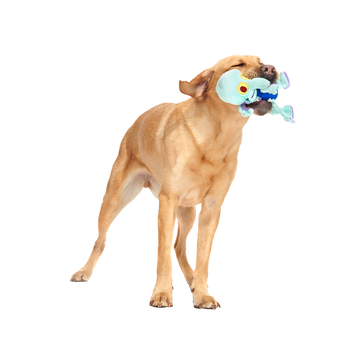 Dancing Squidward Plush Tug Dog Toy - Image 6