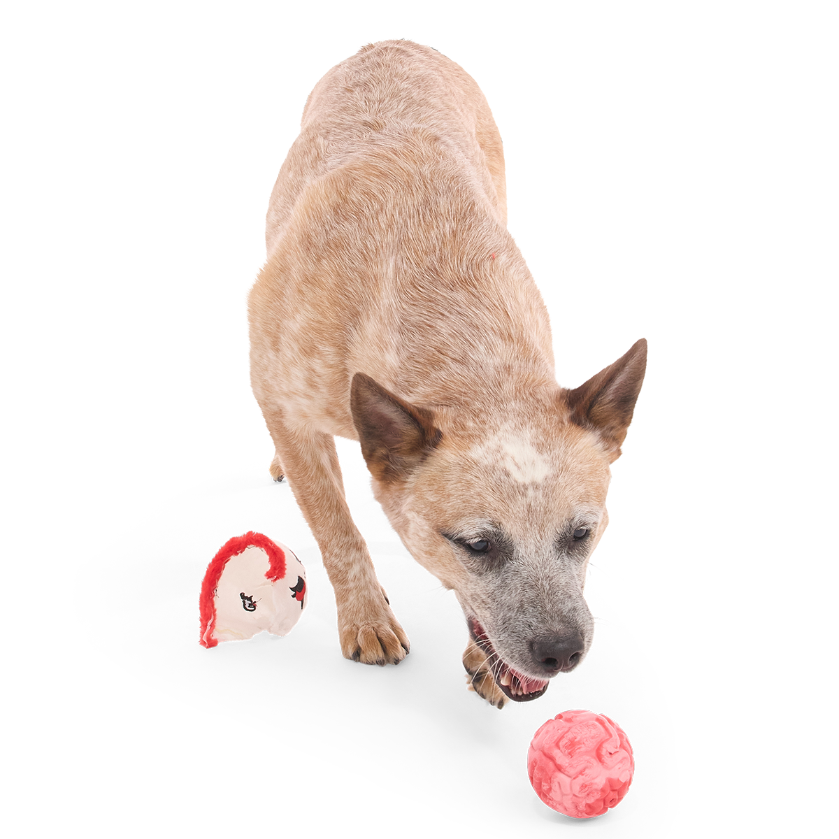 Dead Head Super Chewer Durable 2-in-1 + Fetch Dog Toy - Image 4