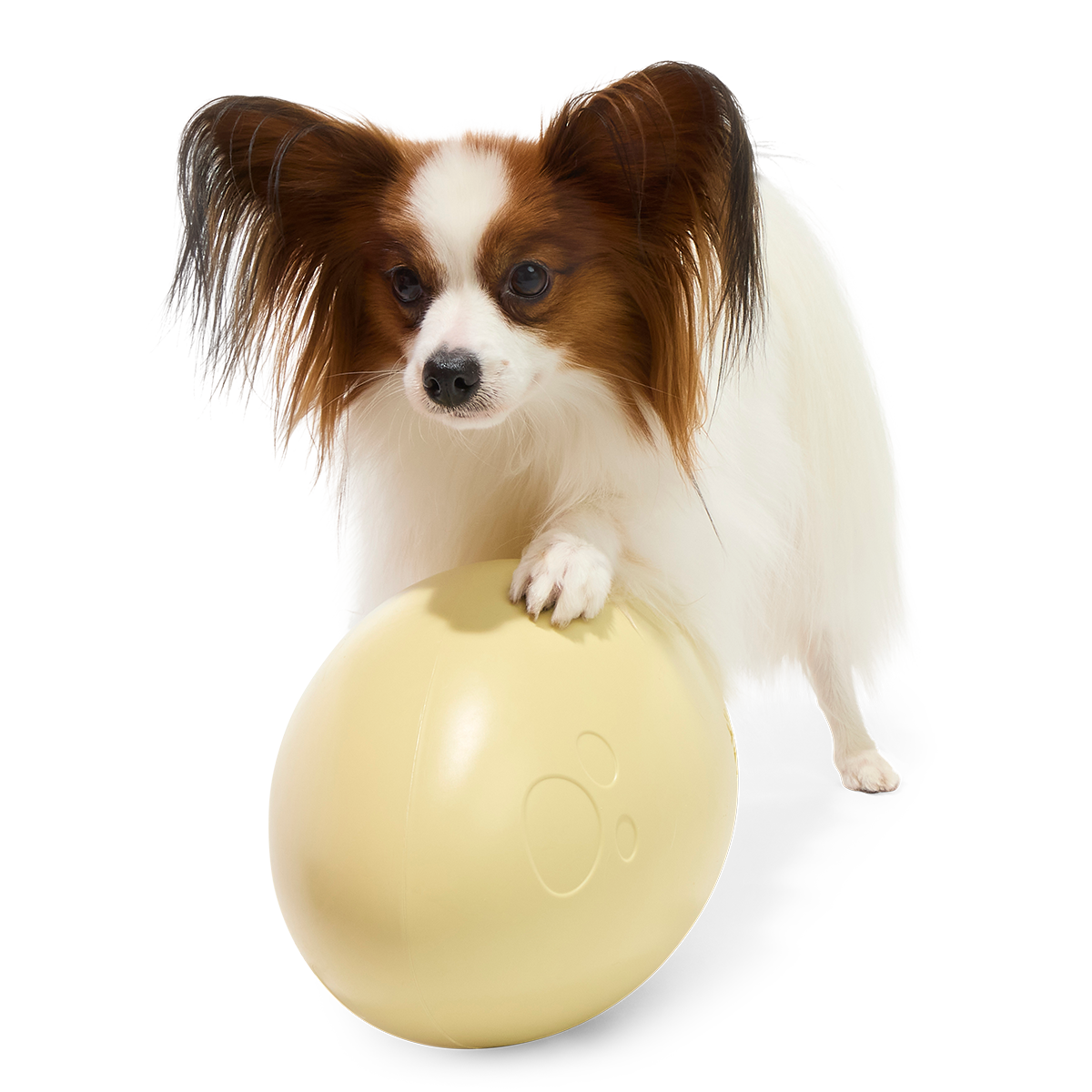 Dinosaur Egg Super Chewer Durable Extra-Large + Fetch Dog Toy - Image 5