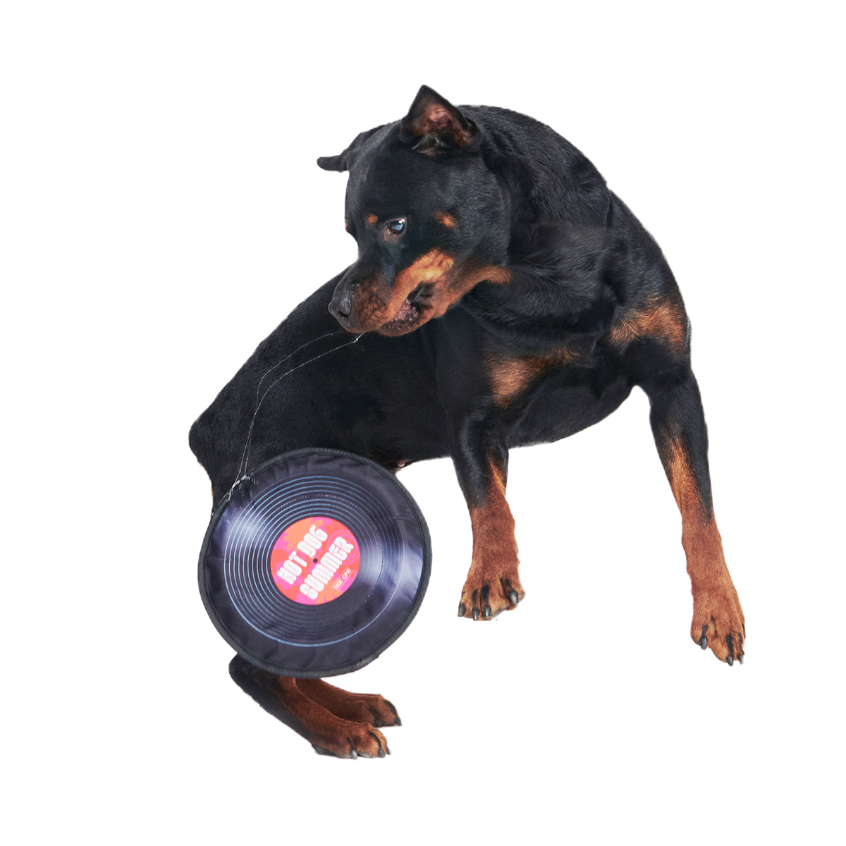 Disco Doggo Disc Super Chewer Durable Fetch Dog Toy - Image 6