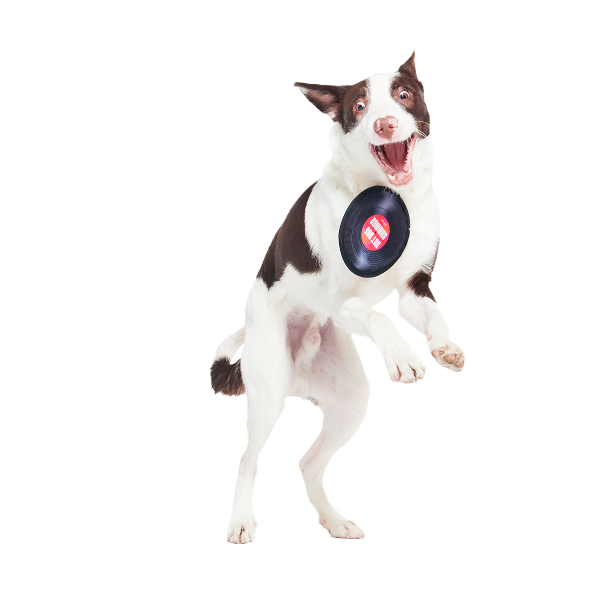 Disco Doggo Disc Super Chewer Durable Fetch Dog Toy - Image 3