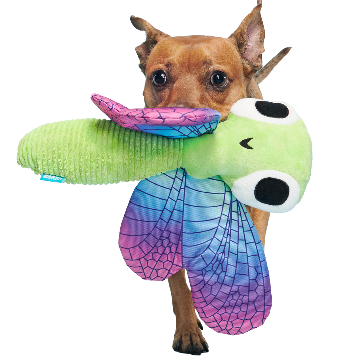 Dragonfly Guy Plush Extra-Large + Tug Dog Toy - Image 5