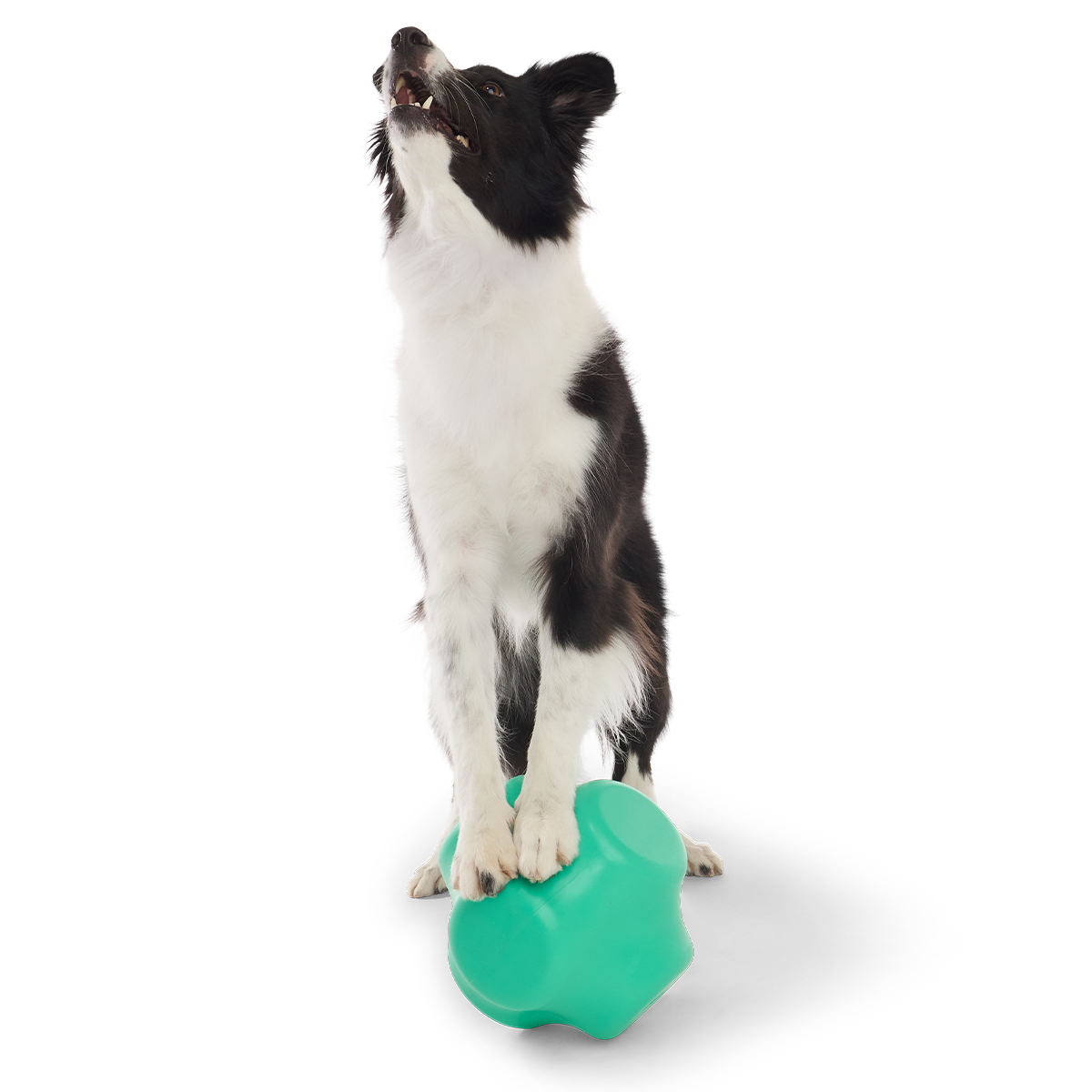 Evergreen Bolder Super Chewer Durable Gnaw Dog Toy - Image 5