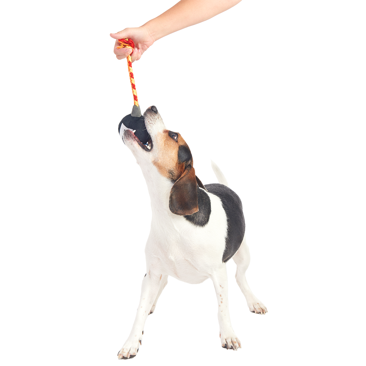 F Bomb Plush Tug Dog Toy - Image 2