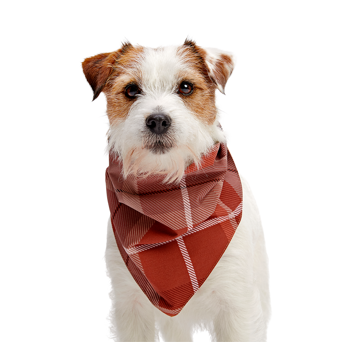 Fall Reversible Dog Bandana