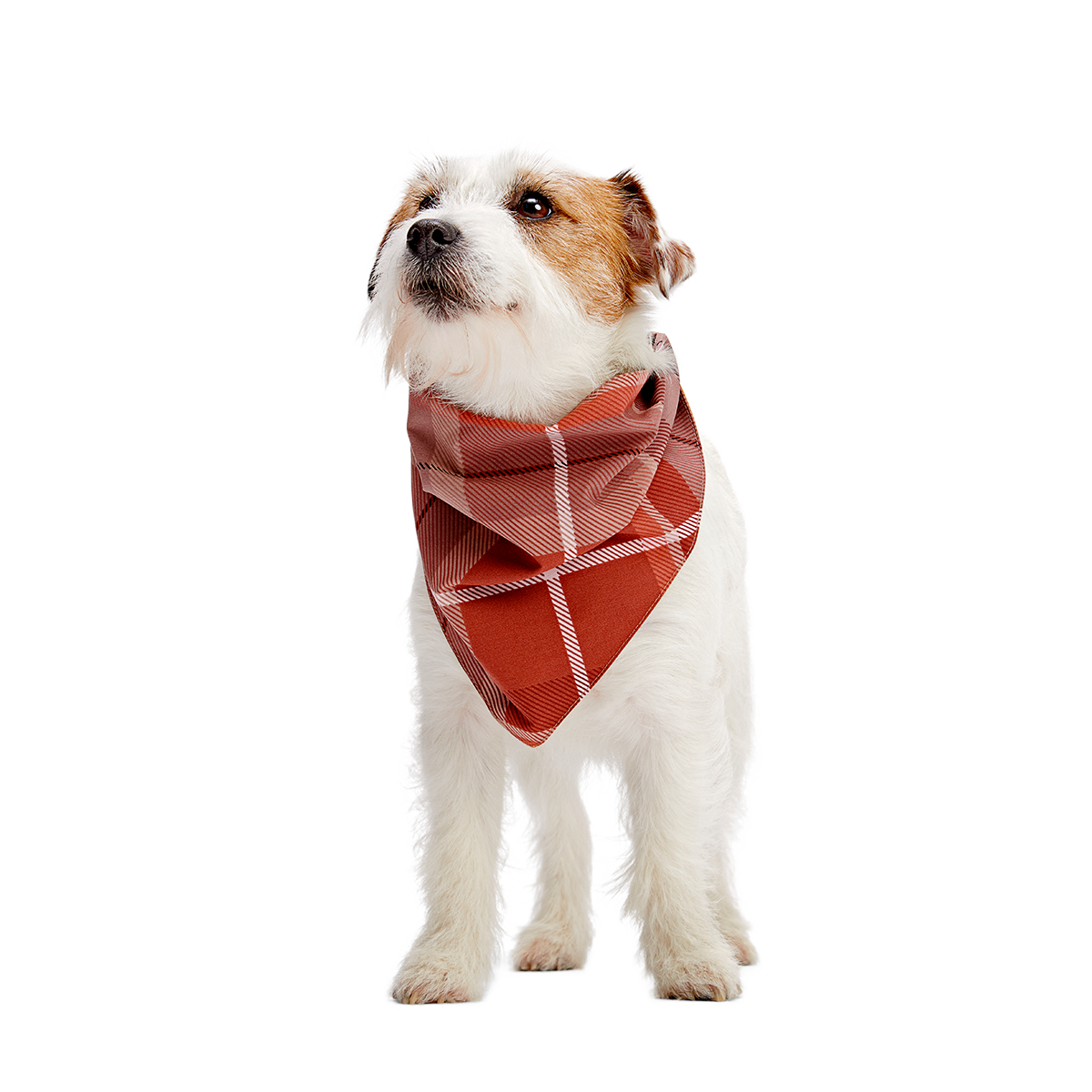 Fall Reversible Dog Bandana - Image 3