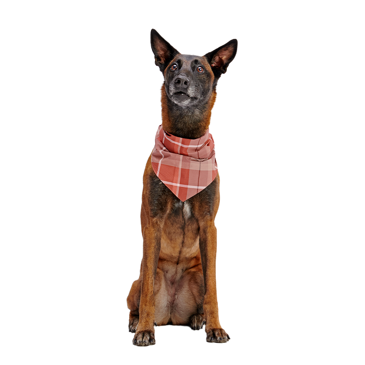 Fall Reversible Dog Bandana - Image 7