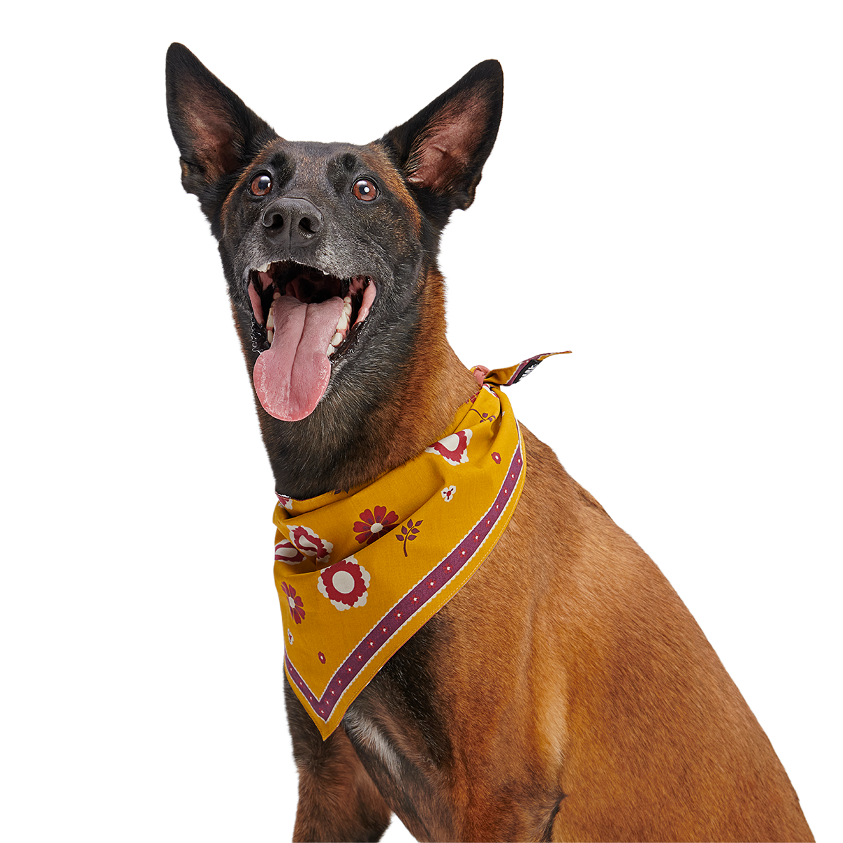 Fall Reversible Dog Bandana - Image 8