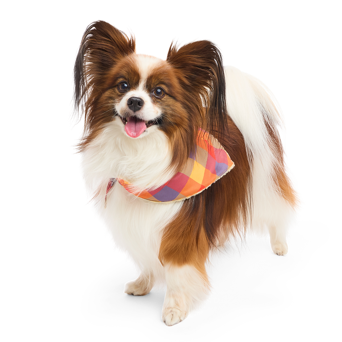 Fall Teddy Dog Bandana - Image 2