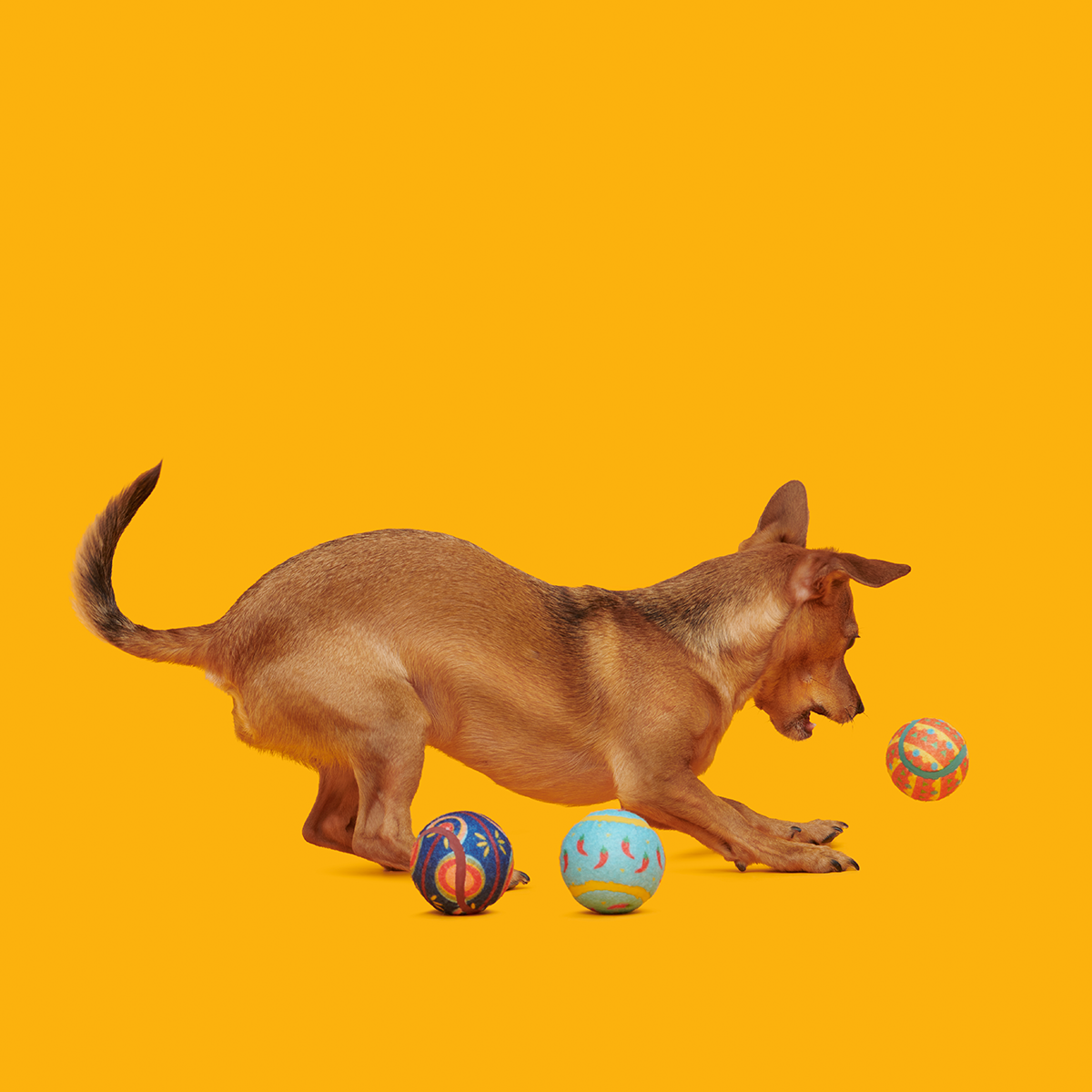Fetch Mex Plush Multi-Part Fetch Dog Toy - Image 5