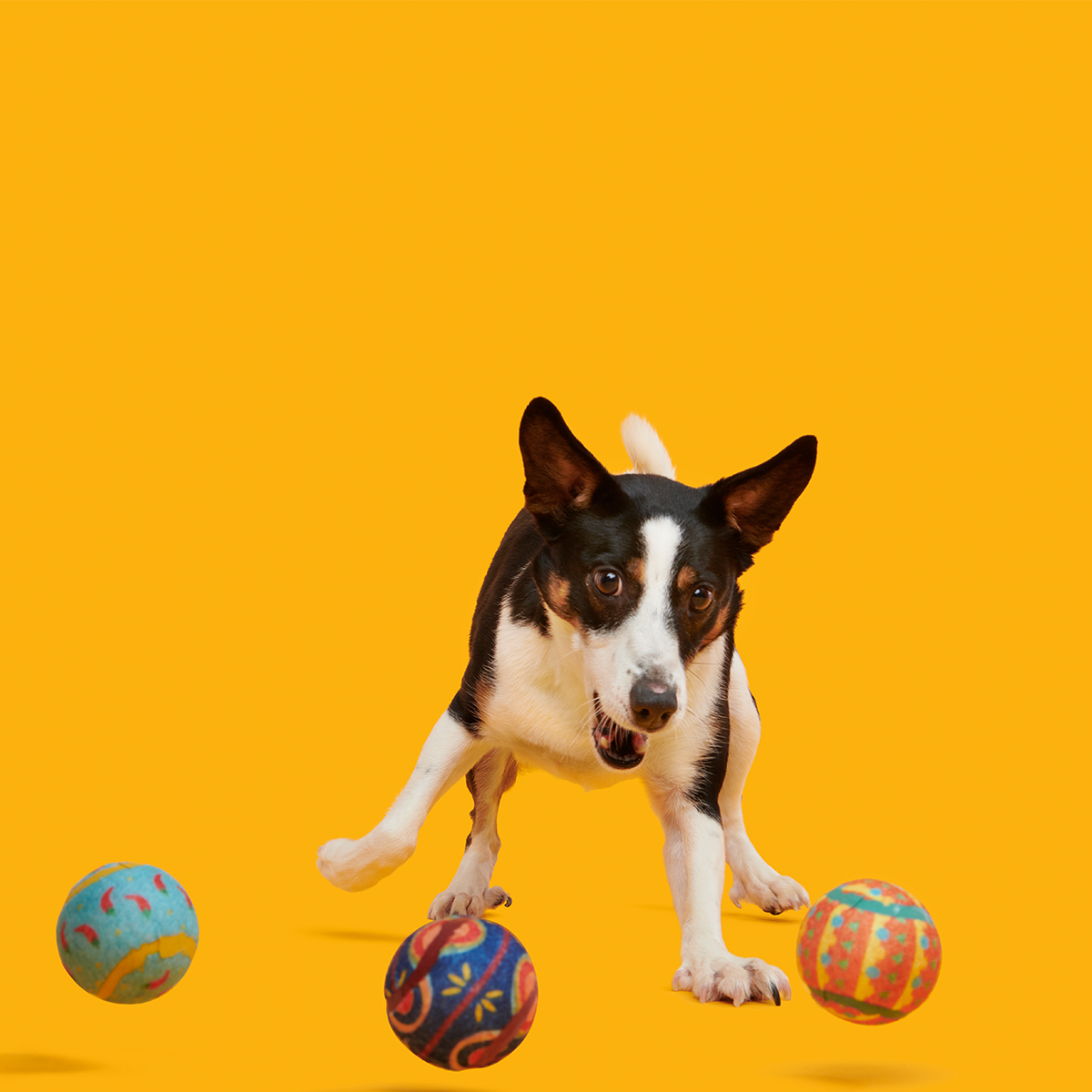 Fetch Mex Plush Multi-Part Fetch Dog Toy - Image 3