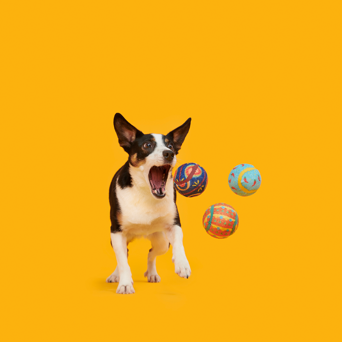 Fetch Mex Plush Multi-Part Fetch Dog Toy - Image 2