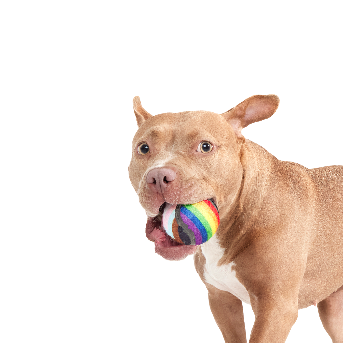 Fetch is Fetch Plush Multi-Part Dog Toy - Image 3