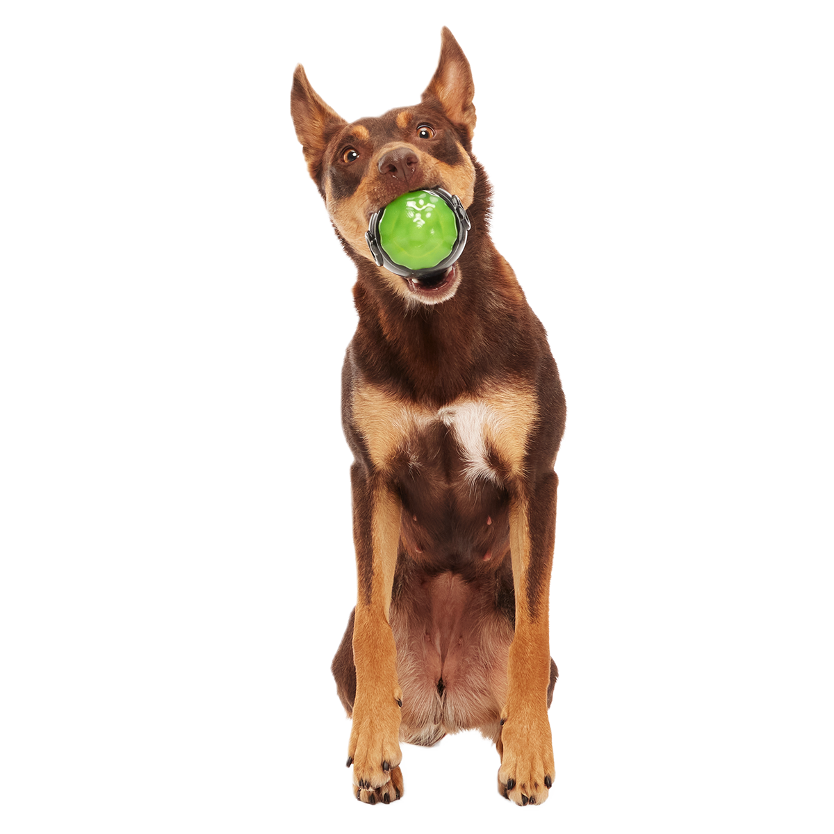 Gnawldron Super Chewer Durable Enrichment Dog Toy - Image 4