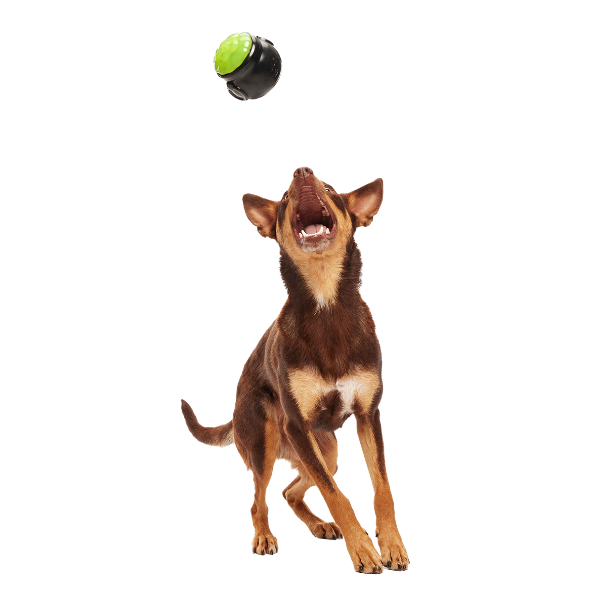 Gnawldron Super Chewer Durable Enrichment Dog Toy - Image 5
