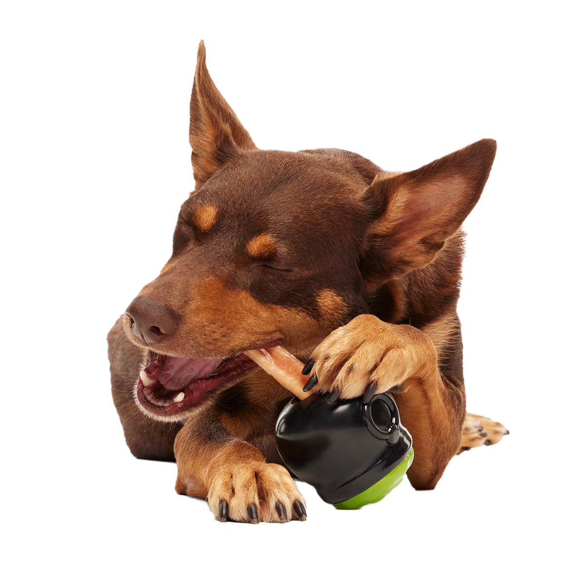 Gnawldron Super Chewer Durable Enrichment Dog Toy - Image 3