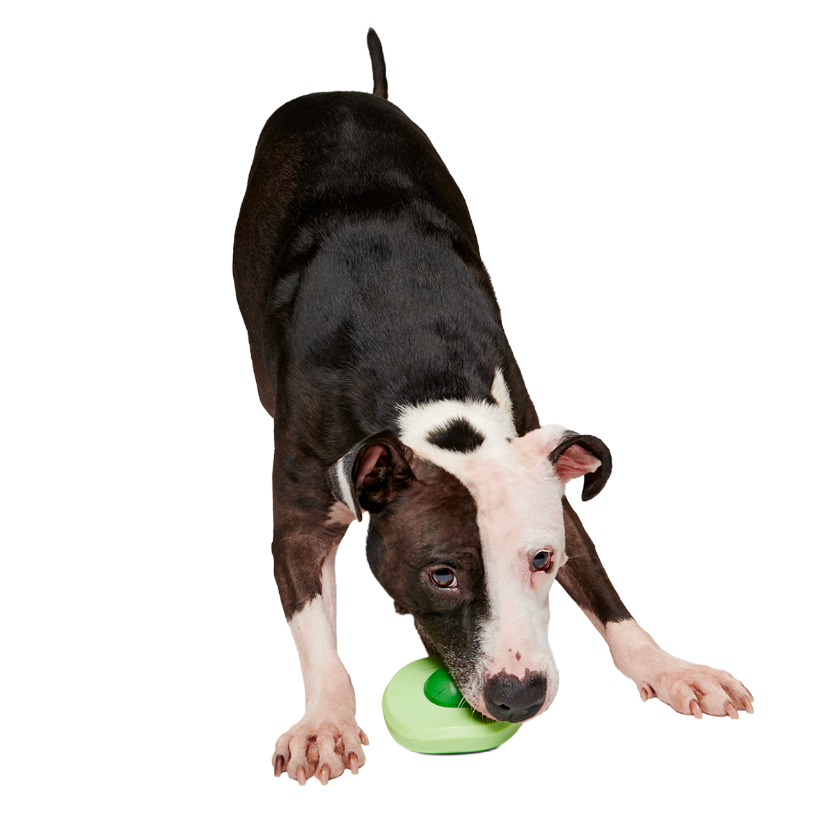 Green Egg Super Chewer Durable Gnaw Dog Toy - Image 6